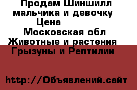 Продам Шиншилл мальчика и девочку › Цена ­ 1 000 - Московская обл. Животные и растения » Грызуны и Рептилии   